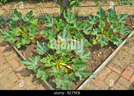 Courgette 'Soliel' plants in a enclose bed in a vegetable garden Stock Photo