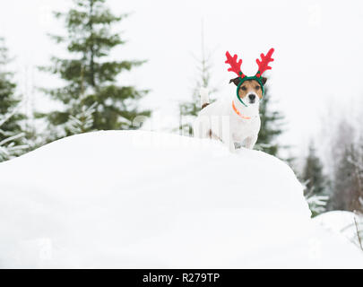 Dog walking in wild nature at  Finish Lapland wearing holiday costume Stock Photo