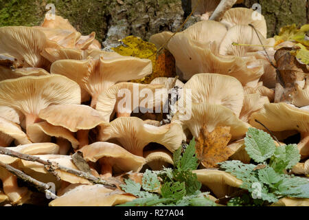 honey mushroom armillaria mellea growing around a dead tree base zala county hungary Stock Photo