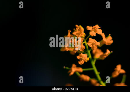 Small orange flowers on a black background. 2018 Stock Photo