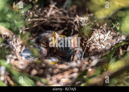 Chicks hungry in the nest close up 2018 Stock Photo