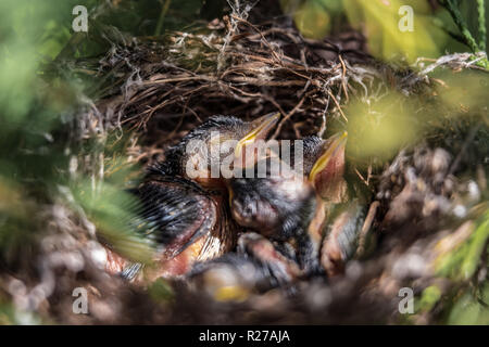 Chicks hungry in the nest close up 2018 Stock Photo