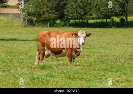 Ayrshire cow standing out on a summer day in a woodland pasture in Scotland Stock Photo