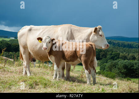 Charolais cow and calf Stock Photo