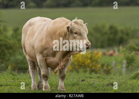 Pedigree Charolais bull free range in organic pasture and woodland on Scottish farm Stock Photo