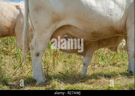 Small calf suckling milk from mother cows udder, with milky face Stock Photo