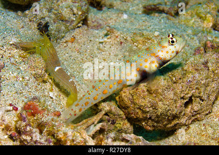 Shrimp goby or Spotted Shrimpgoby (Amblyeleotris guttata) and blind snapping shrimp (Alpheus ochrostriatus) living together, symbiosis, Komodo island Stock Photo