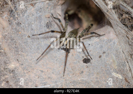 Funnelweb Spider, Family Agelenidae Stock Photo
