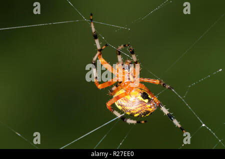 Marbled Orbweaver, Araneus marmoreus, building web