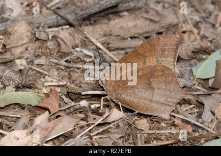 Goatweed Leafwing, Anaea andria, camouflaged in leaf litter on forest floor Stock Photo