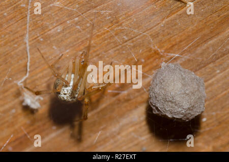 Common House Spider, Parasteatoda tepidariorum, young hatching from egg ...