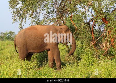 Wild Asian Elephant in Sri Lanka, Udawalawe National Park Safari. Stock Photo