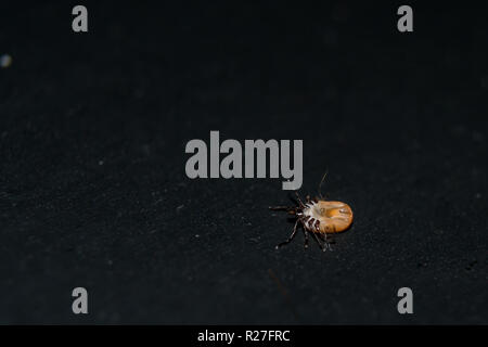 Ixodes tick stand on the back, on a black table at the veterinary clinic Stock Photo
