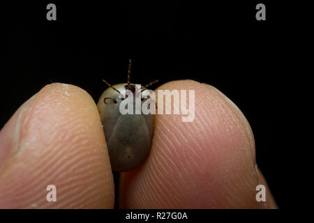 Adult and fat tick, between human fingers Stock Photo