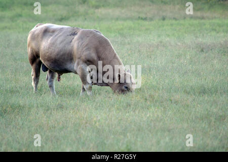 A Charolais bull grazing on the farm with bokeh effect. Stock Photo