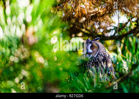 Amos the long eared Owl Stock Photo - Alamy