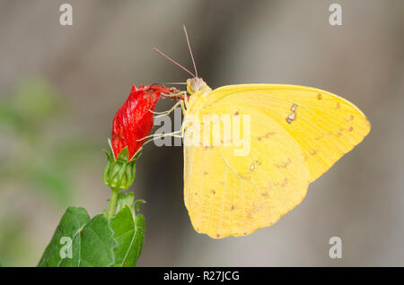 Orange-barred Sulphur, Phoebis philea, male on Turk's Cap, Malvaviscus drummondii Stock Photo