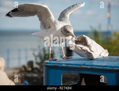 Herring gull (Larus argentatus) scavenging for food from discarded fast food paper wrapping at the coastal resort of Saundersfoot, Pembrokeshire. Wale Stock Photo