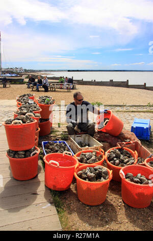 Fisherman shucking oysters on the beach at the Kent seaside resort of Whitsable England UK Stock Photo