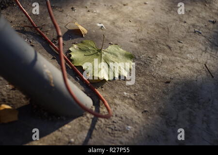 green grape leaf lying on a concrete floor near a pipe and wires, autumn sunlight Stock Photo