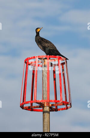 Cormorant phalacrocorax carbo perched on a groyne marker post. Stock Photo