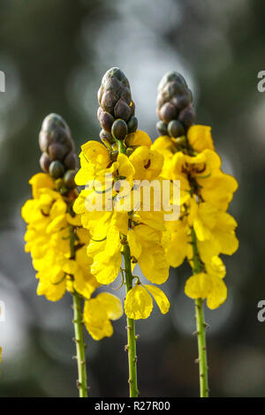 Popcorn Cassia Senna didymobotrya close up, Alicante Spain Stock Photo