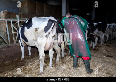 Cow Radiographs Male veterinarian performing a transrectal real-time ultrasound ...