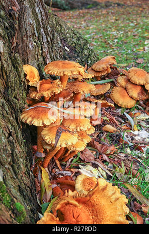 Orange fungus on a tree in close up Stock Photo
