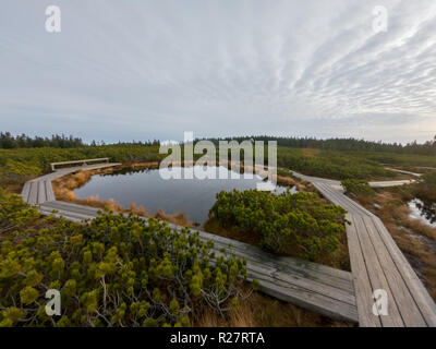 Wooden boardwalk crossing marshes surrounded with bushes. Stock Photo