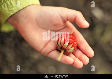 baby hand holds one ripe strawberry berry, top view Stock Photo