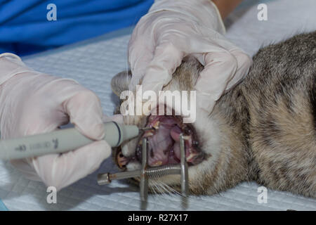 Tartar removing. Teeth cleaning with ultrasounds in cat ...