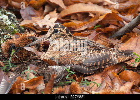 Eurasian woodcock, Scolopax rusticola, camouflaged among the leaves in Autumn Stock Photo