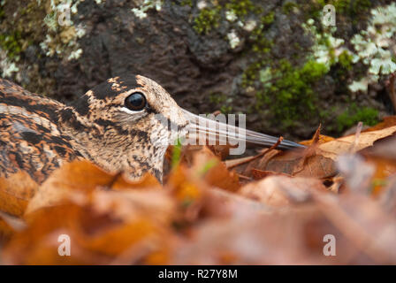 Eurasian woodcock, Scolopax rusticola, camouflaged among the leaves in Autumn Stock Photo