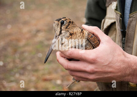 Eurasian woodcock, Scolopax rusticola, in the hands of an ornithologis Stock Photo