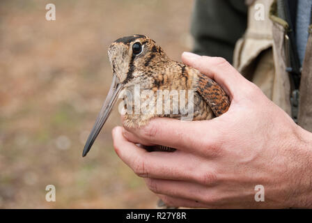 Eurasian woodcock, Scolopax rusticola, in the hands of an ornithologis Stock Photo