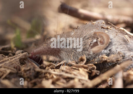 Greater shrew with white teeth (Crocidura russula) coming out of hiding Stock Photo