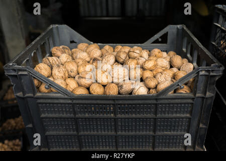 PLASTIC BASKET WITH FILLED WITH WALNUTS FROM ABOVE Stock Photo