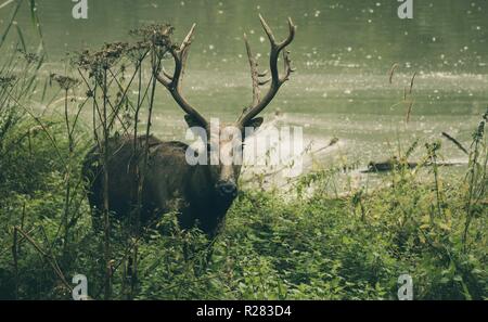 Deer looking in the camera Stock Photo