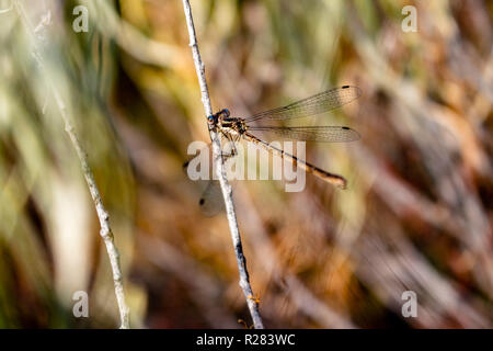 This is a picture of a dragonfly with its wings spread out and its hands holding on to a grayish stem. Stock Photo