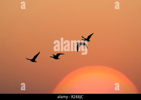 Burscough, Lancashire. UK Weather. 17th November 2018. Colourful sunset & orange skies over Martin Mere Bird Reserve as migratory ducks, geese and swans return to the Wetlands to roost as the sun sets over the wetlands.  Credit: MediaWorldImages/AlamyLiveNews Stock Photo