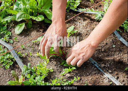 A man pulls and removes weeds from around a chard plant in the garden. Stock Photo