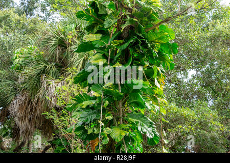 Golden pothos (Epipremnum aureum) vines growing up a tree - Long Key Natural Area, Davie, Florida, USA Stock Photo