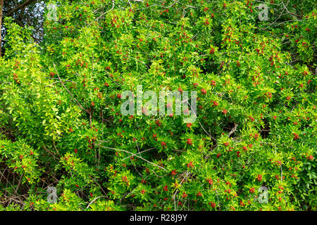 Brazilian peppertree (Schinus terebinthifolia) with red berries - Long Key Natural Area, Davie, Florida, USA Stock Photo
