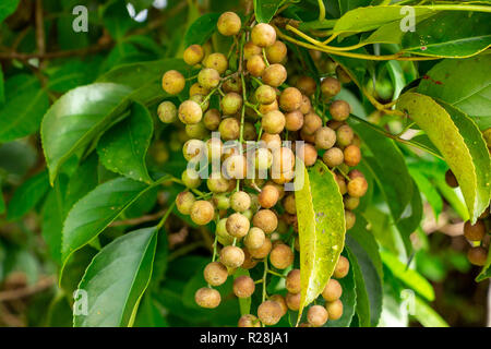 Bishop wood (Bischofia javanica) fruit closeup - Long Key Natural Area, Davie, Florida, USA Stock Photo