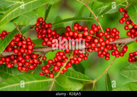 Brazilian peppertree (Schinus terebinthifolia) red berries closeup - Long Key Natural Area, Davie, Florida, USA Stock Photo