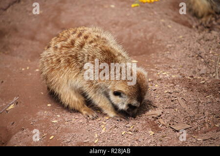 The meerkat or suricate (Suricata suricatta) is a small carnivoran belonging to the mongoose family (Herpestidae). Stock Photo