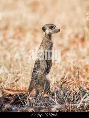 A Meerkat on sentry in Southern African savanna Stock Photo