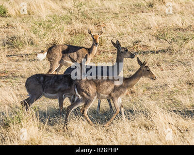 A group of Mountain Reedbuck in Southern African savanna Stock Photo