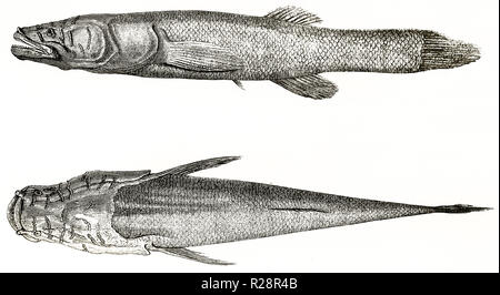 Old illustration of Cyprinodon (Cyprinodon variegatus) living in Mammoth Cave, Kentucky. By Rouyer, publ. on le Tour du Monde, Paris, 1863 Stock Photo