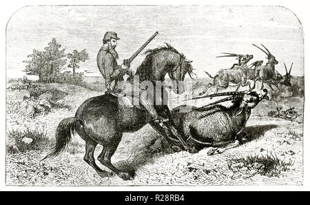 Old illustration of British hunter W.C. Baldwin hunting Oryx. By unidentified author, publ. on le Tour du Monde, Paris, 1863 Stock Photo